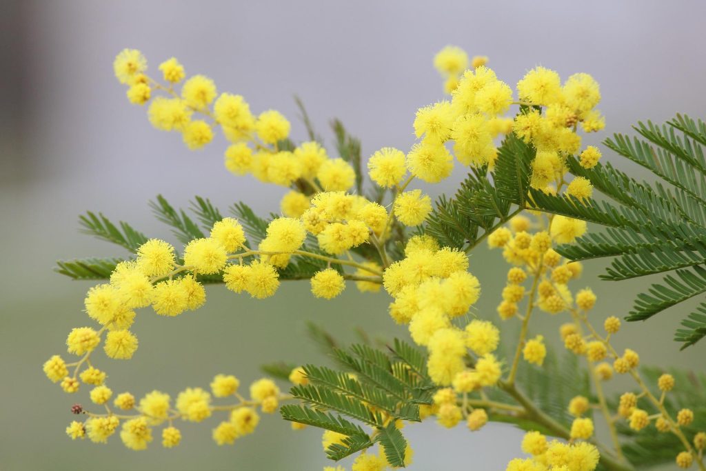 QUANDO REGALI LA MIMOSA DONI UNA PAGINA DI STORIA FIRMATA DA TRE DONNE